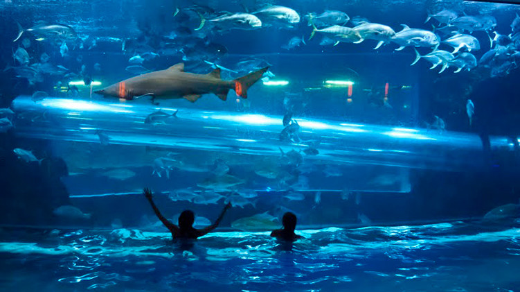 Sharks In Downtown Golden Nugget Pool